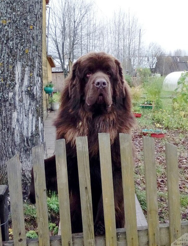 Фото: ньюфаундленд Braunblad MSK Sidni Svitin Sanlayt (Браунблад МСК Сидни Свитин Санлайт)