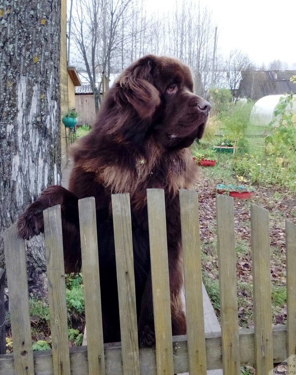 Фото: ньюфаундленд Braunblad MSK Sidni Svitin Sanlayt (Браунблад МСК Сидни Свитин Санлайт)