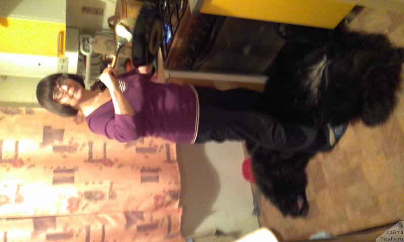 Фото: ньюфаундленд Akvatoriya Kelvin Zlata (Акватория Келвин Злата)