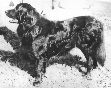 Фото: ньюфаундленд Tinduf (Тиндуф)