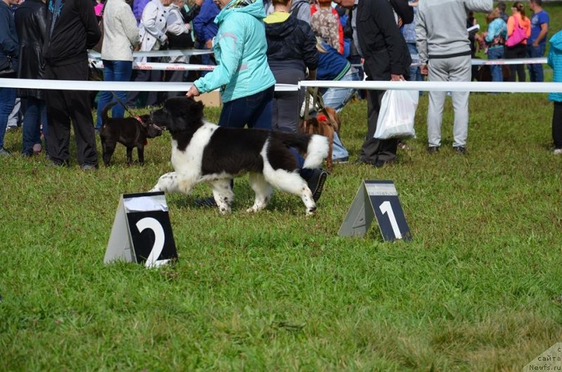 Фото: ньюфаундленд Gordon Ing'l Perikl'z from Rashn Bear (Гордон Инг'л Перикльз фром Рашн Беар)