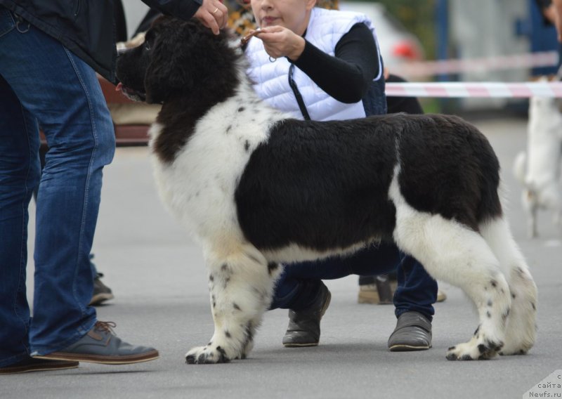 Фото: ньюфаундленд Gordon Ing'l Perikl'z from Rashn Bear (Гордон Инг'л Перикльз фром Рашн Беар)