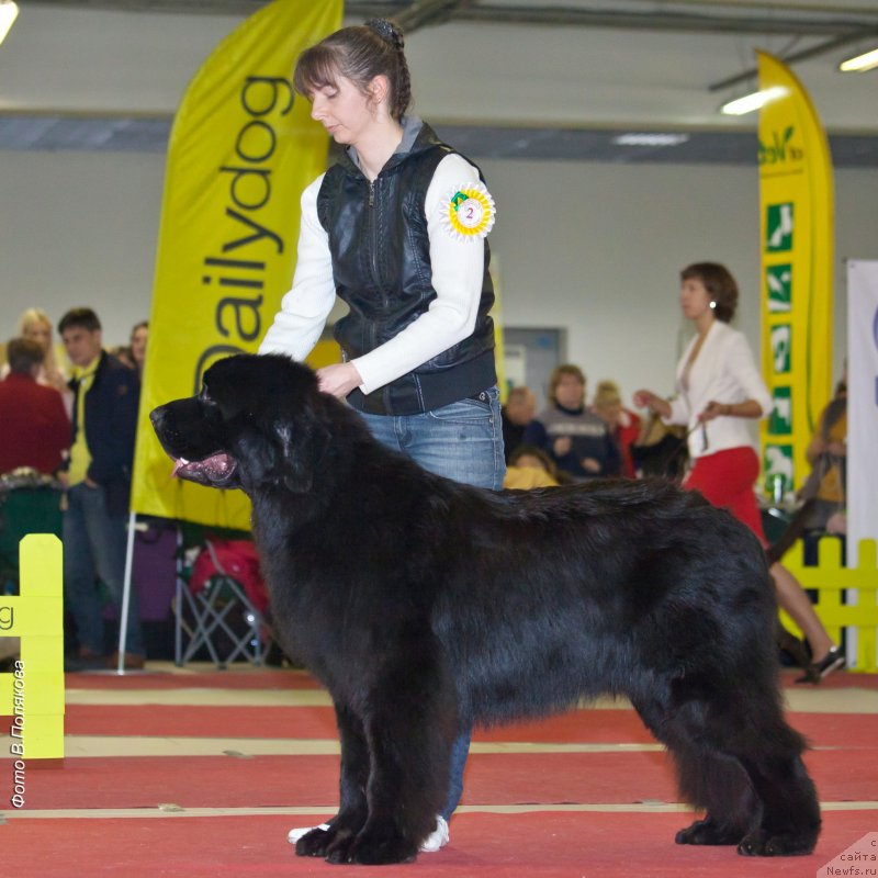 Фото: ньюфаундленд Chernaya Mafia Back To The Future (Черная Мафия Баск То Тхе Футуре)