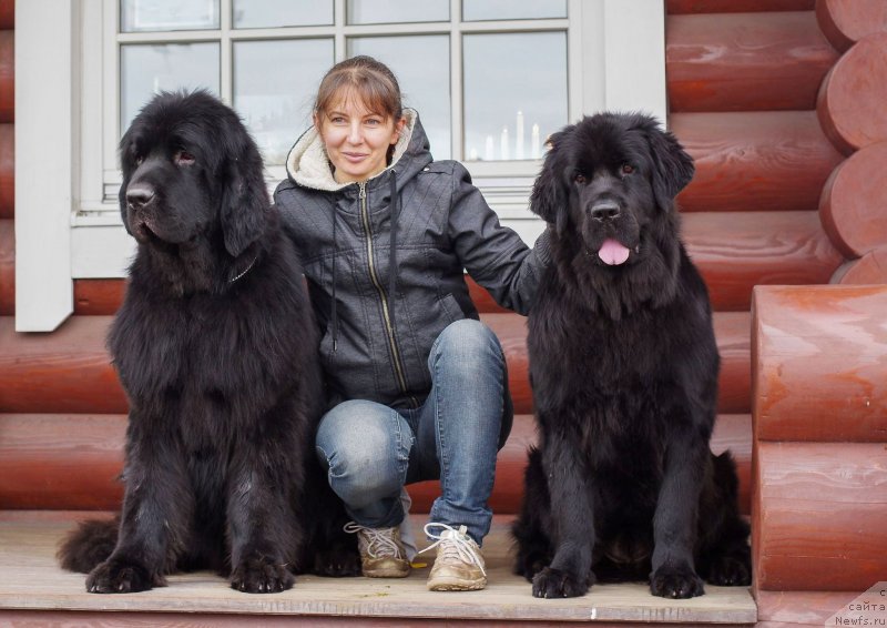 Фото: ньюфаундленд Chernaya Mafia Back To The Future (Черная Мафия Баск То Тхе Футуре), YUliya Naumova (Юлия Наумова), ньюфаундленд Chernaya Mafia Ball of Fire (Черная Мафия Балл оф Фире)