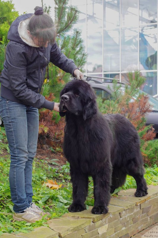 Фото: ньюфаундленд Chernaya Mafia Back To The Future (Черная Мафия Баск То Тхе Футуре)