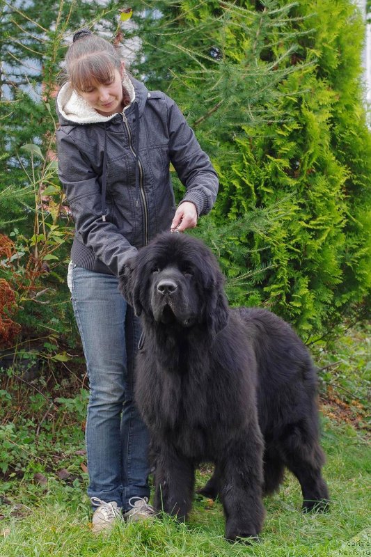 Фото: ньюфаундленд Chernaya Mafia Back To The Future (Черная Мафия Баск То Тхе Футуре)