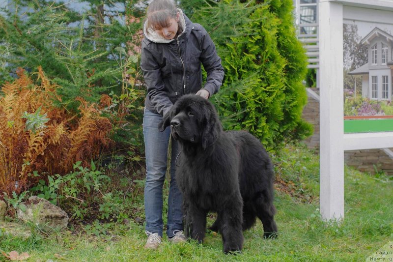 Фото: ньюфаундленд Chernaya Mafia Back To The Future (Черная Мафия Баск То Тхе Футуре)