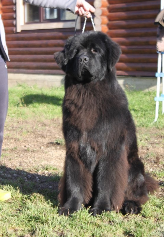 Фото: ньюфаундленд Terra Victoria Ghou Show (Терра Виктория Жу Шоу)