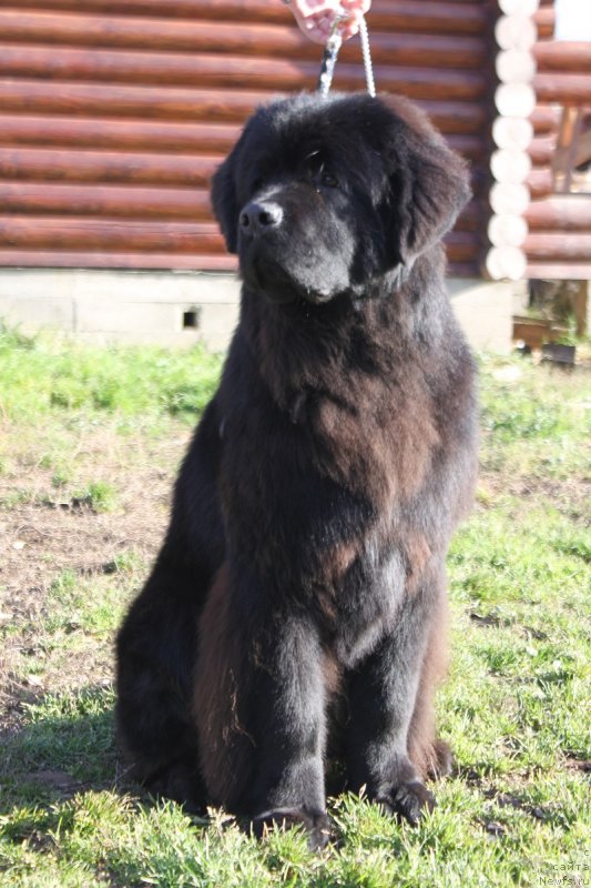 Фото: ньюфаундленд Terra Victoria Ghou Show (Терра Виктория Жу Шоу)