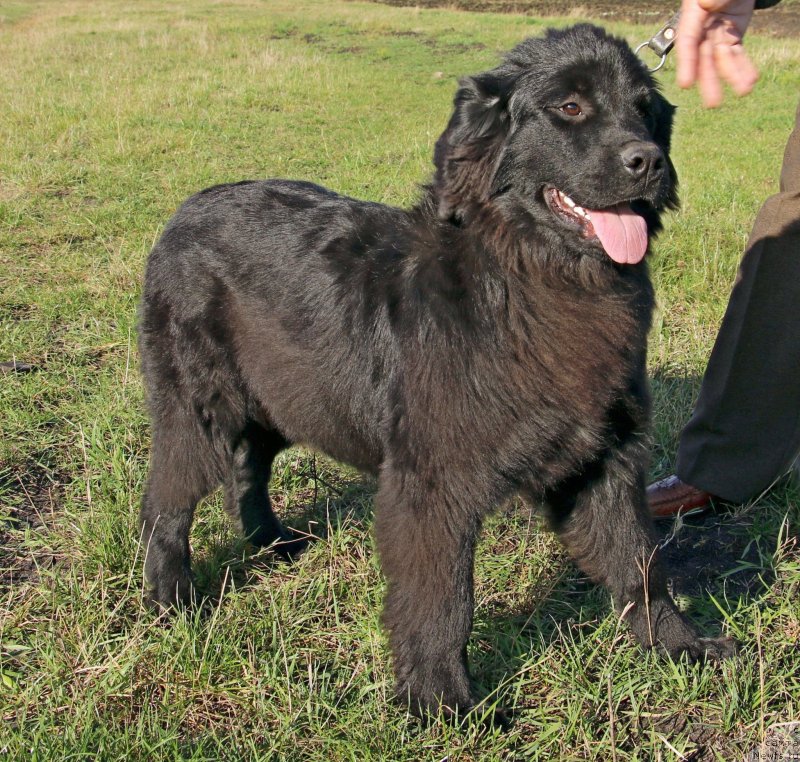 Фото: ньюфаундленд Velyke Malyatko Kurazhna Divchynka