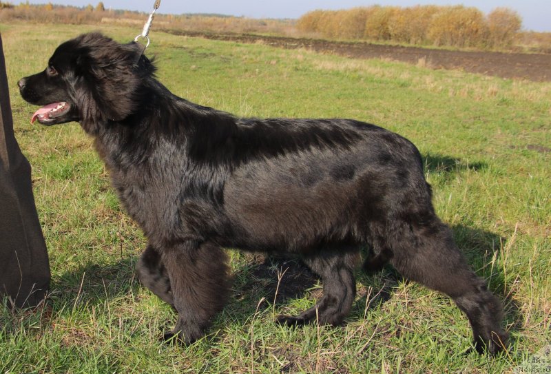 Фото: ньюфаундленд Velyke Malyatko Kurazhna Divchynka