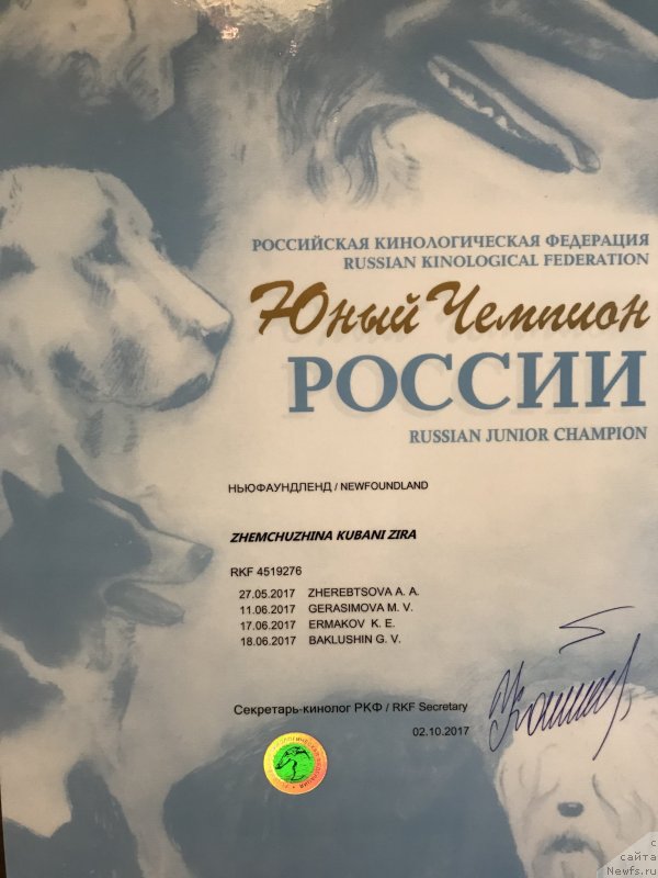 Фото: ньюфаундленд Zhemchuzhina Kubani Zira (Жемчужина Кубани Зира)