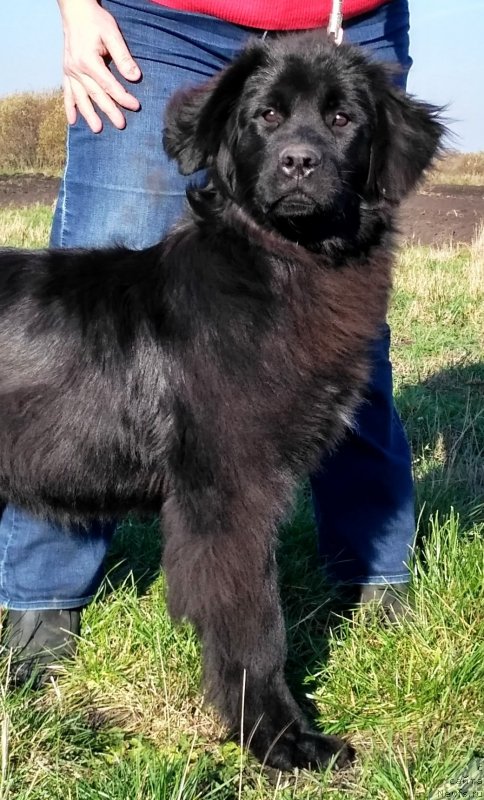 Фото: ньюфаундленд Velyke Malyatko Kurazhna Divchynka