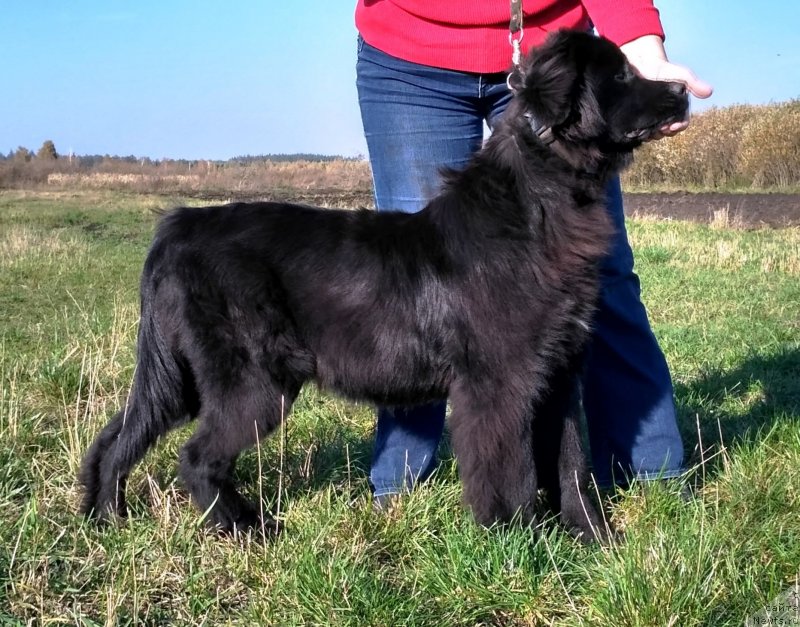 Фото: ньюфаундленд Velyke Malyatko Kurazhna Divchynka