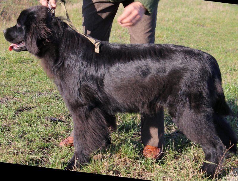 Фото: ньюфаундленд Velyke Malyatko Kurazhna Divchynka