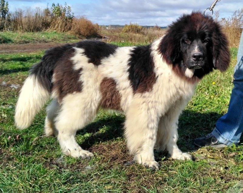 Фото: ньюфаундленд Velyke Malyatko Ity Do Peremogy