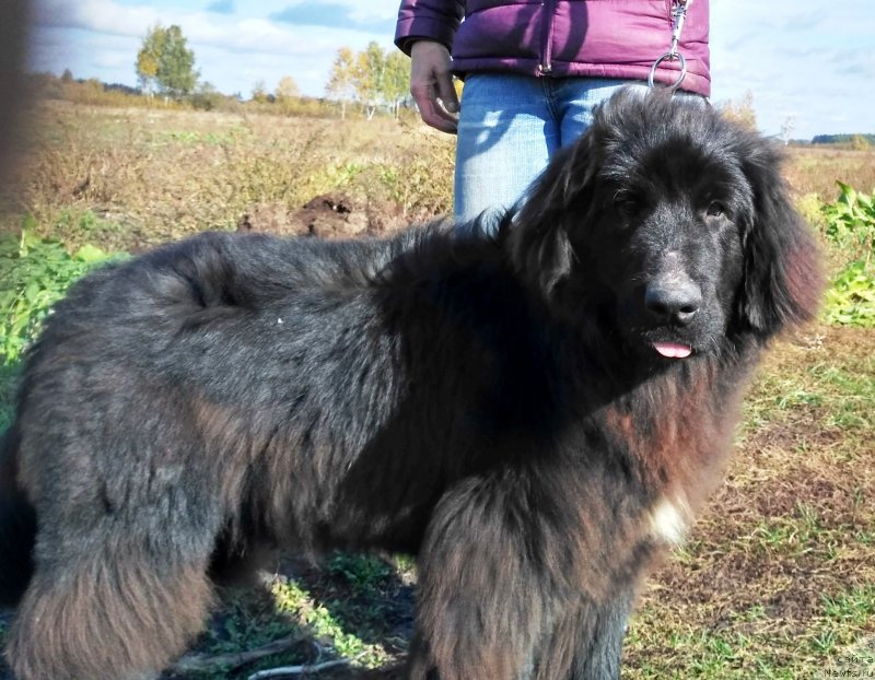 Фото: ньюфаундленд Velyke Malyatko Instynkt Ryativnyka