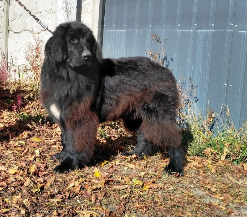 Фото: ньюфаундленд Velyke Malyatko Instynkt Ryativnyka