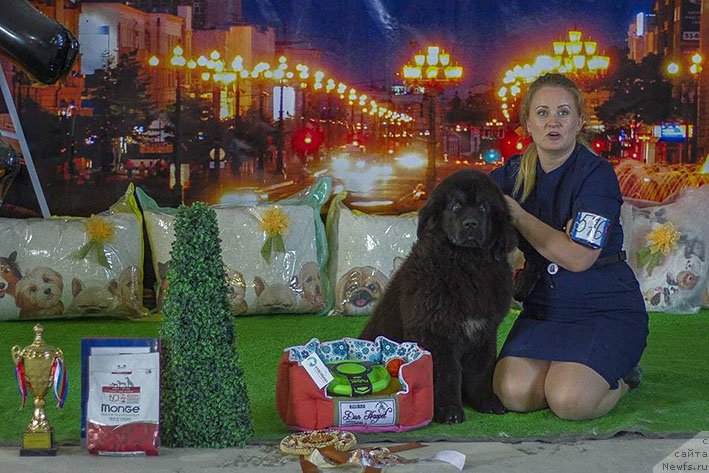 Фото: ньюфаундленд Lukas s Berega Dona (Лукас с Берега Дона)