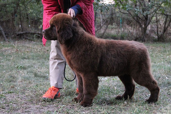 Фотография № 230951