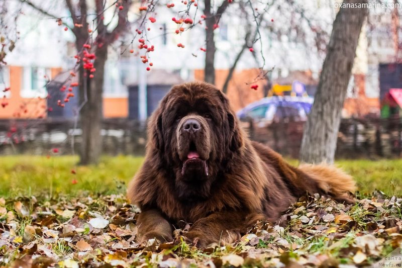 Фото: ньюфаундленд Brownblood MSK Veles Alister (Браунблад МСК Велес Алистер)