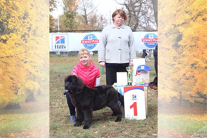 Фото: ньюфаундленд Laura s Berega Dona (Лаура с Берега Дона)