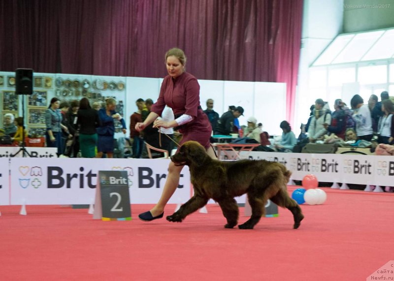Фото: ньюфаундленд Brownblood MSK Drimi Ein (Браунблад МСК Дрими Эйн)