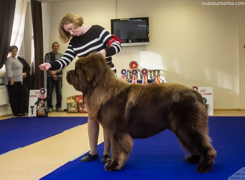 Фото: ньюфаундленд Brownblood MSK Veles Alister (Браунблад МСК Велес Алистер)