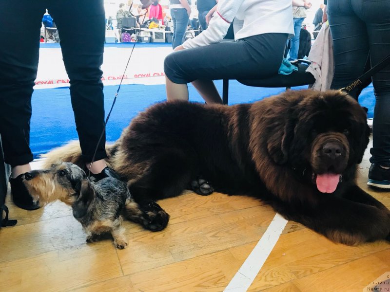 Фото: ньюфаундленд Brownblood MSK Veles Alister (Браунблад МСК Велес Алистер)