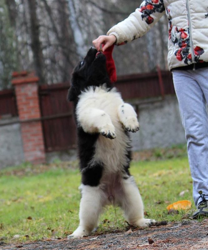 Фото: ньюфаундленд Super Premium YUrmala (Супер Премиум Юрмала)