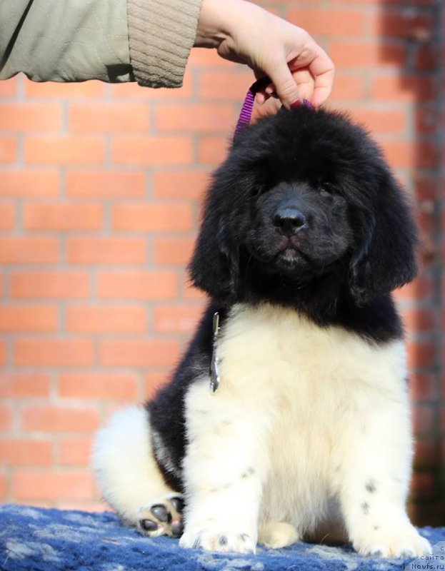 Фотография № 230969