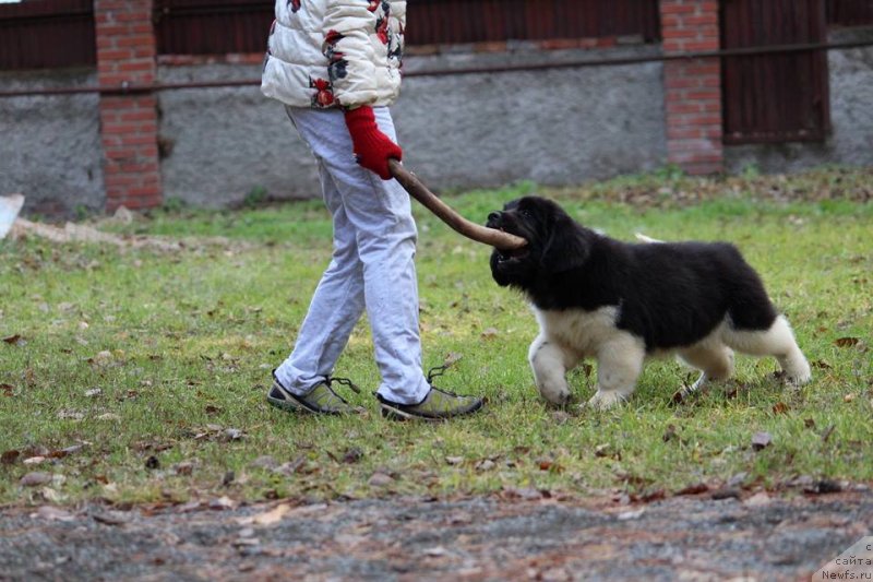 Фото: ньюфаундленд Super Premium YUrmala (Супер Премиум Юрмала)