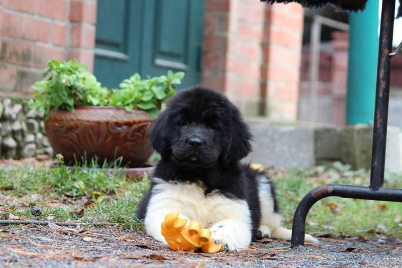 Фотография № 230973