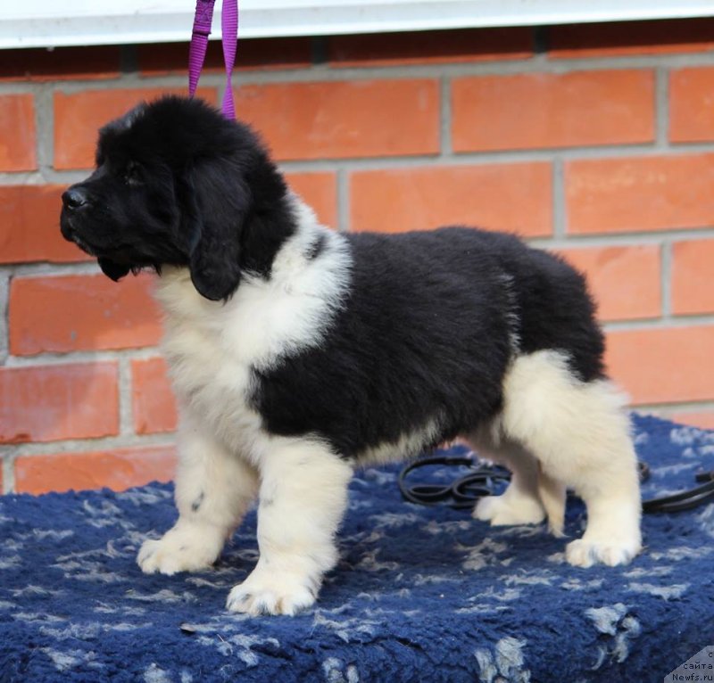 Фото: ньюфаундленд Super Premium YUnkers (Супер Премиум Юнкерс)