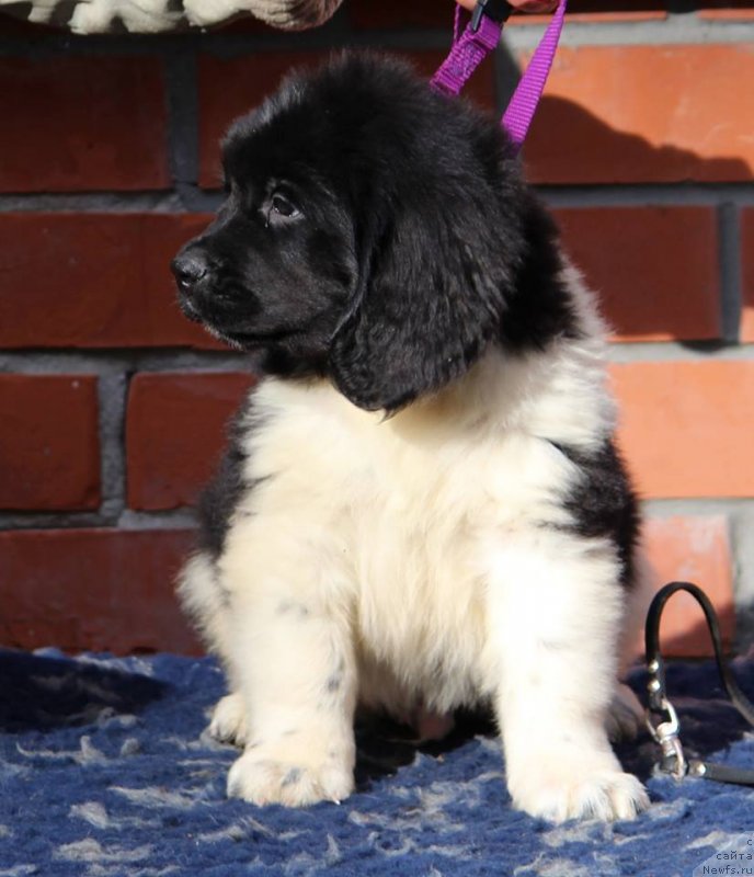 Фотография № 230976