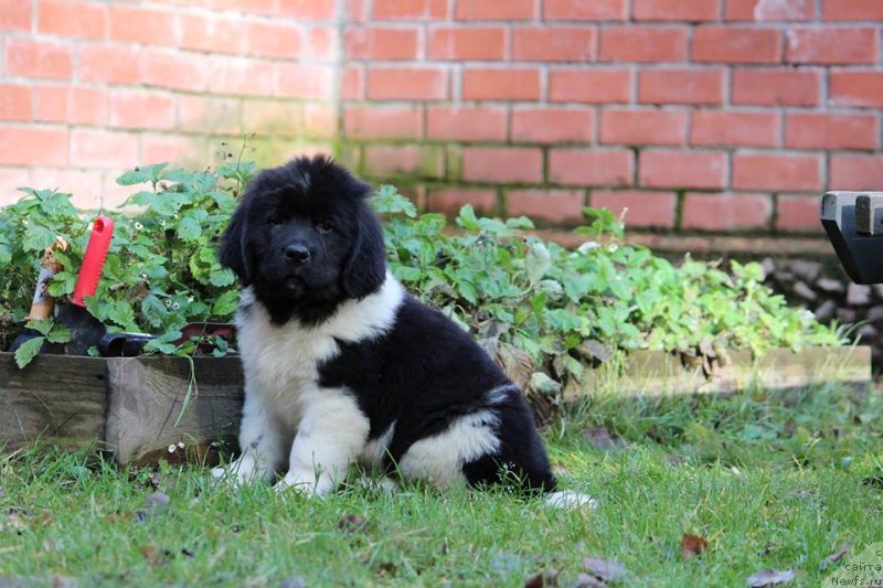 Фотография № 230979