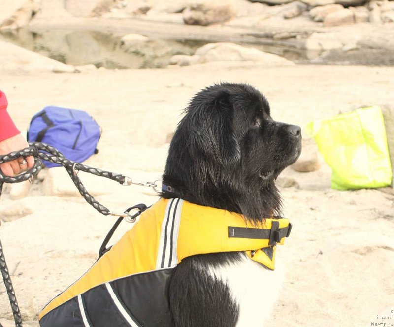 Фото: ньюфаундленд Akvian Song Struberri (Аквиан Сонг Струберри)