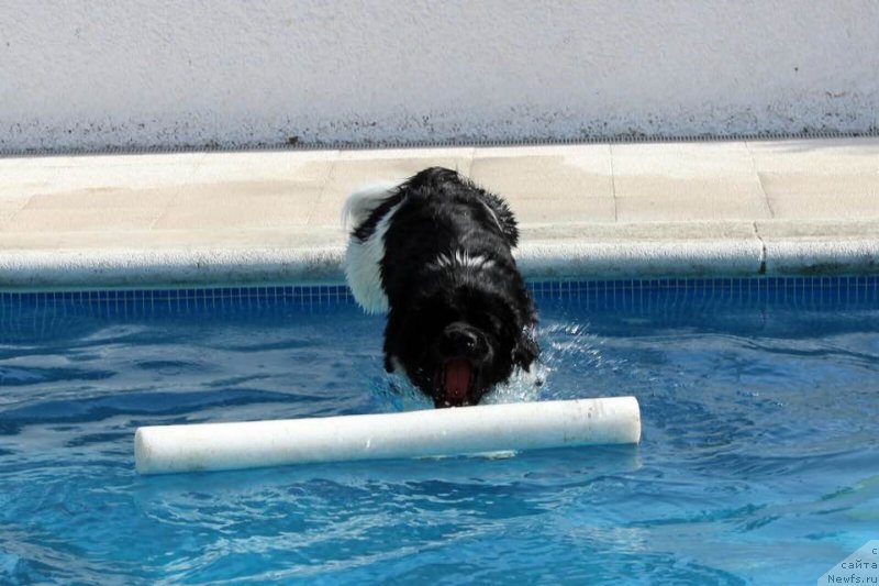 Фото: ньюфаундленд Akvian Song Struberri (Аквиан Сонг Струберри)
