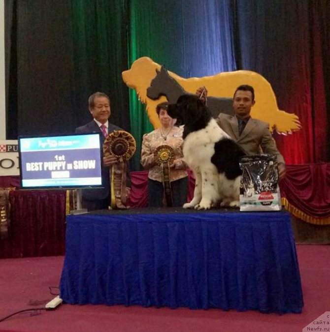 Фото: ньюфаундленд Akvian Song Talisman (Аквиан Сонг Талисман)