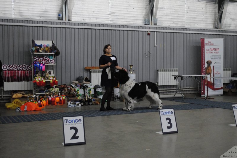 Фото: ньюфаундленд Stepnaya Pal'mira Estestvenno YA Luchshiy (Степная Пальмира Естественно Я Лучший)