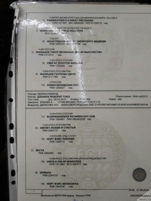 Фото: ньюфаундленд Vesta (Веста)