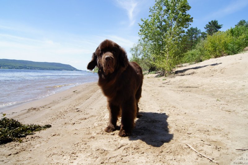 Фото: ньюфаундленд CHernyiy SHarm Denzel Vashington (Черный Шарм Дензел Вашингтон)