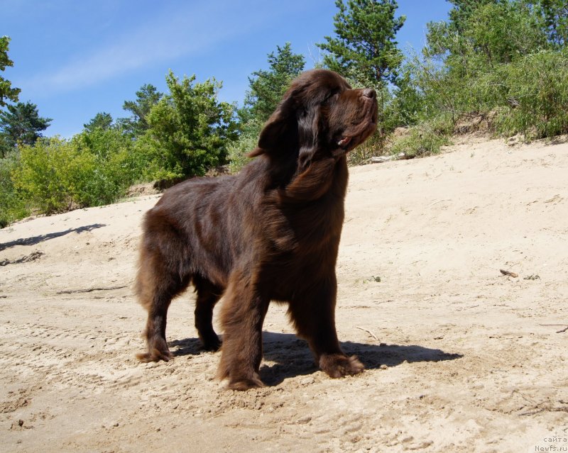 Фото: ньюфаундленд CHernyiy SHarm Denzel Vashington (Черный Шарм Дензел Вашингтон)
