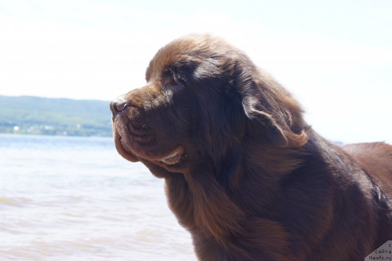 Фото: ньюфаундленд CHernyiy SHarm Denzel Vashington (Черный Шарм Дензел Вашингтон)