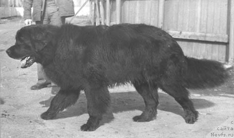 Фото: ньюфаундленд Byet Billi (Бэт Билли)