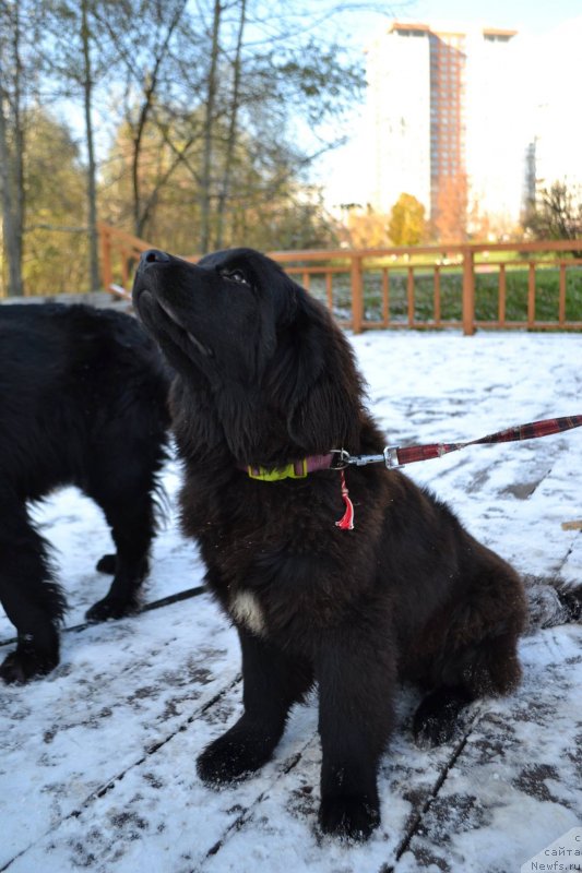 Фотография № 231002