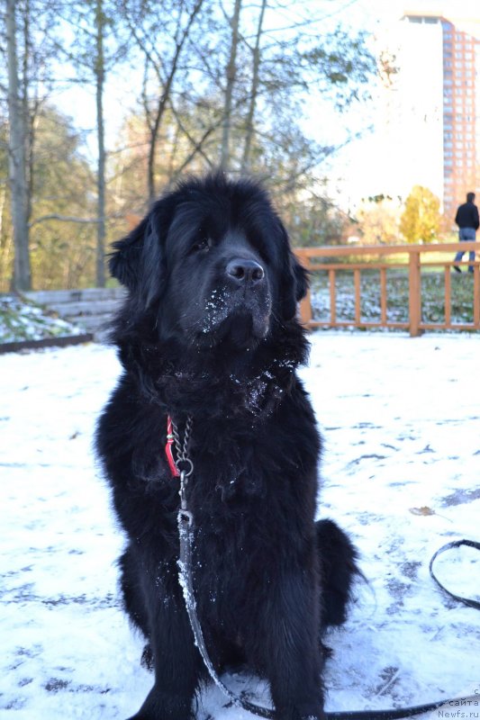 Фото: ньюфаундленд Lepestok Lilii (Лепесток Лилии)