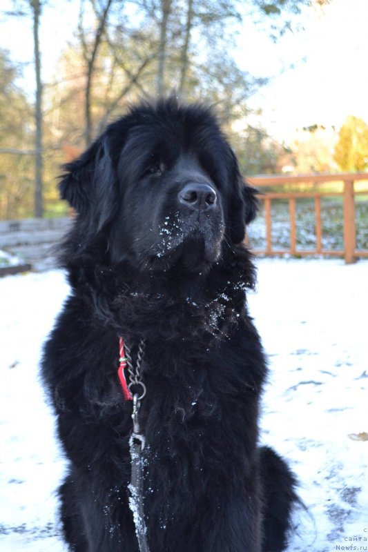 Фото: ньюфаундленд Lepestok Lilii (Лепесток Лилии)