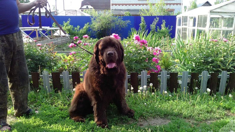 Фото: ньюфаундленд CHernyiy SHarm Amber Best Dog FO Marleon (Черный Шарм Амбер Бест Дог ФО Марлеон)