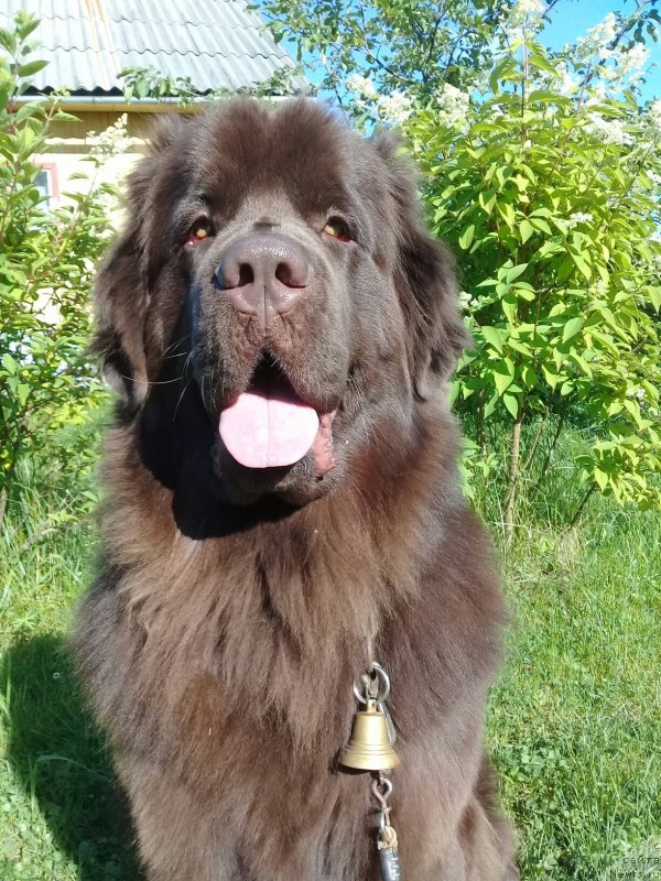 Фото: ньюфаундленд Brownblood MSK Vikki Allan (Браунблад МСК Викки Аллан)